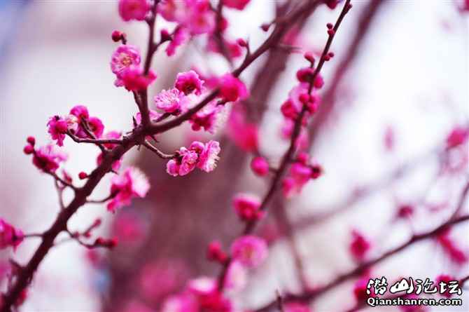 plum flower in the qianshan