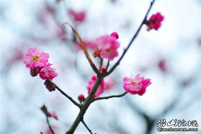 plum flower in the qianshan