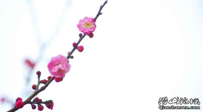 plum flower in the qianshan