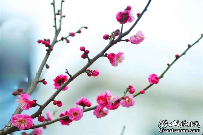 plum flower in the qianshan