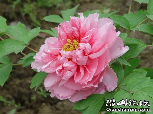 peony_h_7.jpg