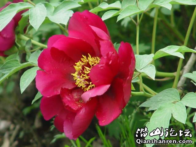 peony_h_6.jpg