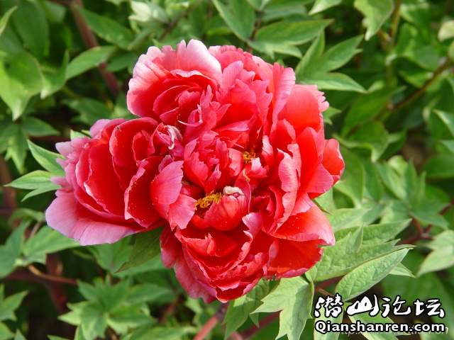 peony_h_9.jpg